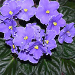 African Violet Geneva Edge